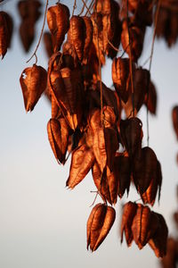 Close-up of dry autumn leaves