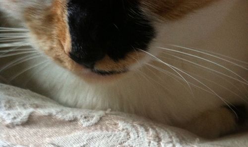 Close-up of cat sleeping