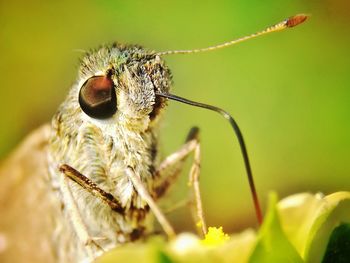 Close-up of butterfly on leaf