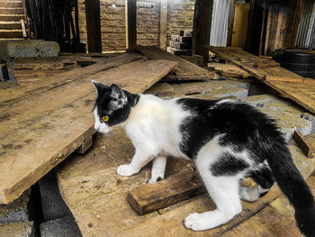 High angle view of cat sitting on wood