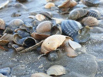 Close-up of seashells on beach