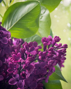 Close-up of purple flowering plant