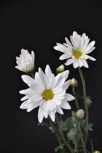 Close-up of white flowers against black background