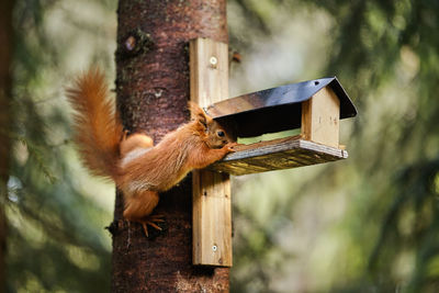wildlife