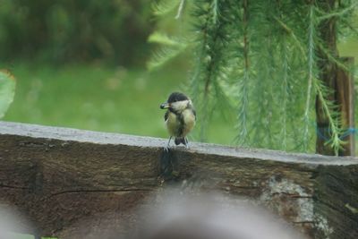 Bird perching on a tree