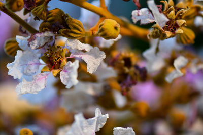 Close-up of cherry blossom