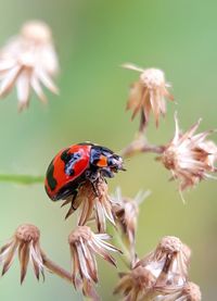 Close-up of ladybug on plant