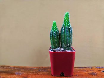 Close-up of succulent plant on table