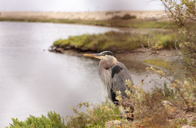 Great blue heron bird, ardea herodias, in the wild, foraging in a lake in huntington beach, calif