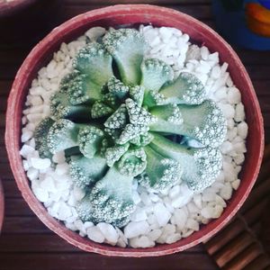 High angle view of food in bowl on table