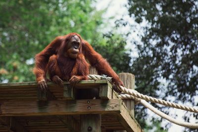 Low angle view of orangutan on wooden structure against trees in zoo