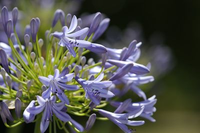 Close-up of purple flowering plant