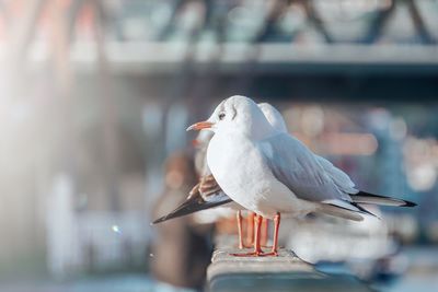 Seagulls in the seaport