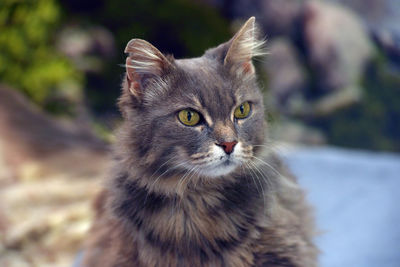 Close-up portrait of tabby cat