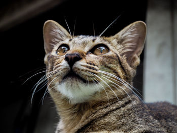 Low angle view of cat