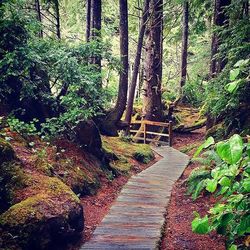 Footpath amidst trees in forest