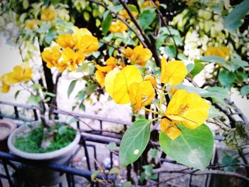 Close-up of yellow flowers