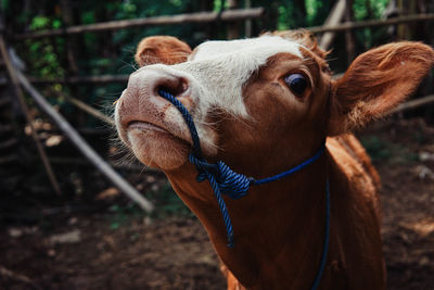 Close-up of a horse on field