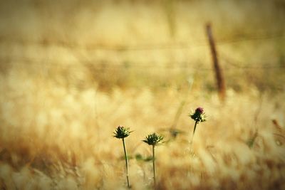 Close-up of flowers blooming in field