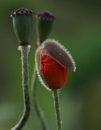 Close-up of poppy bud