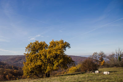 Trees on field against blue sky