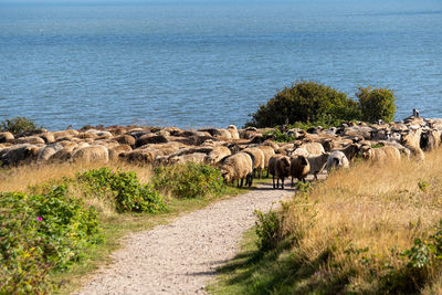 View of sheep on road by sea