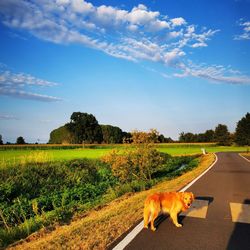 Dog on field against sky