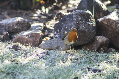 Close-up of a bird perching on a land