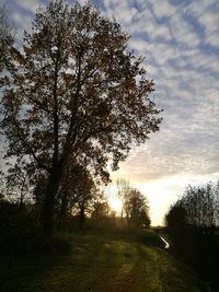 Trees on field against sky during sunset