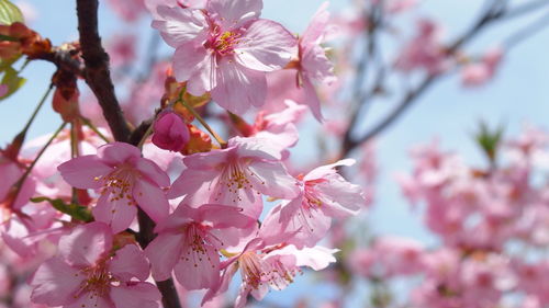 Close-up of pink cherry blossom