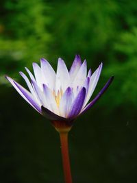 Close-up of purple water lily in lake