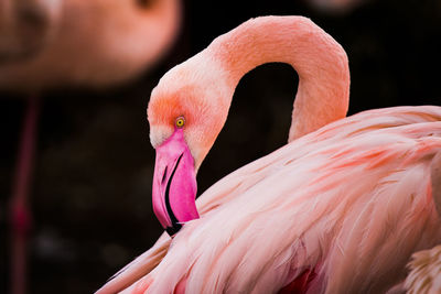 Close-up of bird