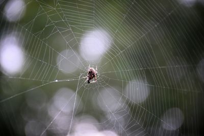 Close-up of spider on web