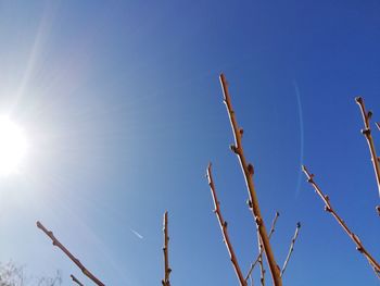 Low angle view of branches against clear blue sky