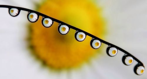 Close-up of butterfly on flower