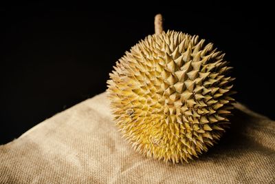 Close-up of yellow flower over black background