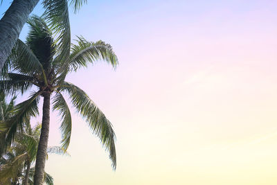 Low angle view of palm tree against sky