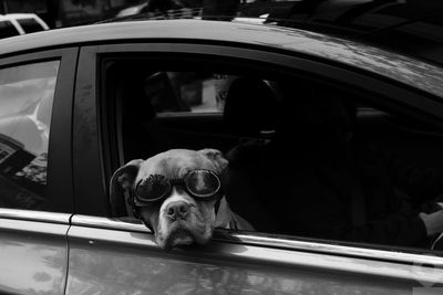 Dog looking through car window