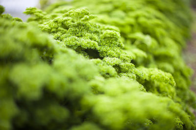 Close-up of green plant in a poly tunnel 