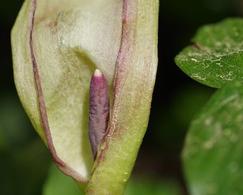 Close-up of rose flower