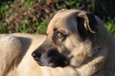 Close-up of dog looking away