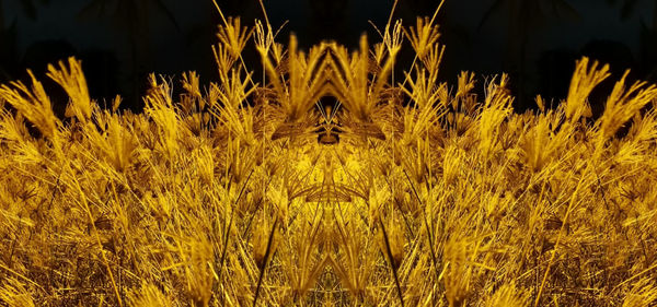 Full frame shot of yellow plants on field against sky