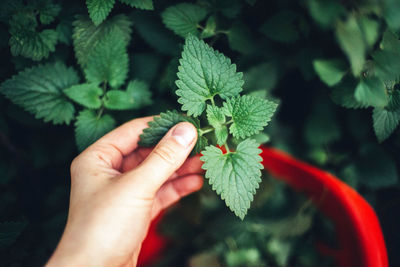 Close-up of hand holding plant