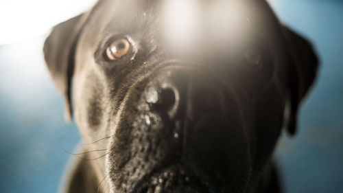 Close-up portrait of dog