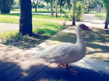 White duck on the ground