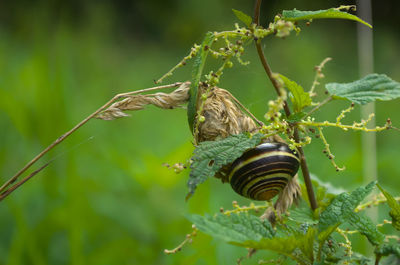 Close-up of snail on plant