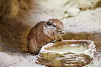 A mongolian gerbil racing rat sits on a water trough with its front paws on