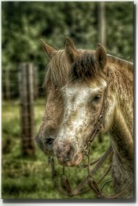 Close-up of a horse