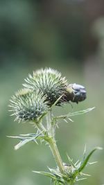 Close-up of thistle