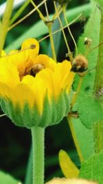 Close-up of yellow flowers